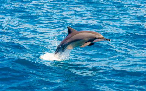 鯨魚、海豚出沒地帶